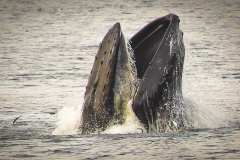 Whale-Holyrood-WEB_GL46897
