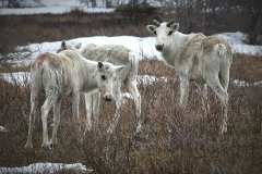caribou_GL41951_1