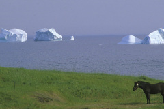 (GSL68-030199) ST.JOHN'S, NEWFOUNDLAND, CANADA. 1998 FILE -- NEWFOUNDALAND TRAVEL & TOURISM --Spring time Icebergs and marine wildlife are a major part of  the adventure tourism program being promoted by the Province of Newfoundland and Labrador in an effort to attract those who travel for the outdoors experience. Sea Kayaking, wilderness camping, hunting, fishing, rock climbing and back woods hiking are all a part of the provinces tourism promotion program.  Photo By: (C )GREG LOCKE/PICTUREDESK INTERNATIONAL 1999