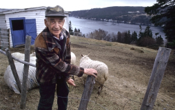 Old man and his sheep in Calvert, Newfoundland.Photo by Greg Locke (C) 2005www.greglocke.comFilm Scan