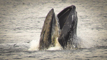 Happy World Ocean’s Day …or is it?